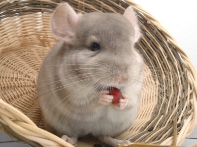 baby chinchillas